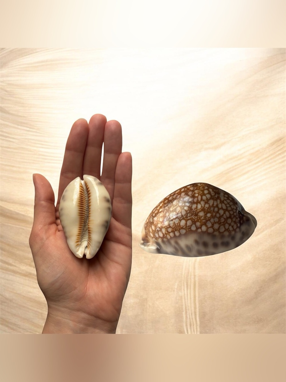 Stunning Vintage Tiger Cowrie Shells – Natural High-Gloss Marine Specimen